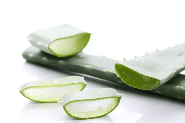 Scopri di più sull'articolo L’uso dell’aloe vera erboristeria