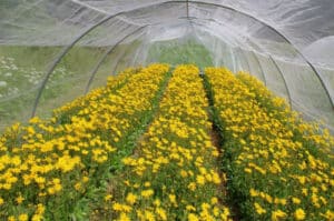 Un campo di pianta officinale dal colore giallo