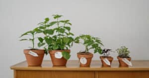 5 vasi di dimensioni diversa in cui sono coltivate diverse piante officinali