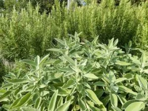 Primo piano di diversi cespugli grandi di piante